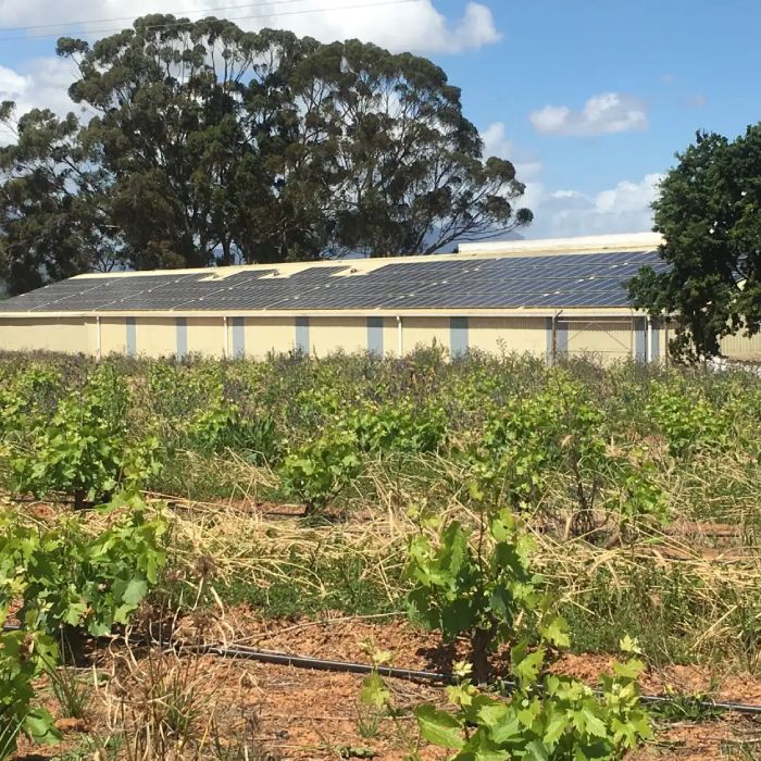 solar-panels-with-vineyards